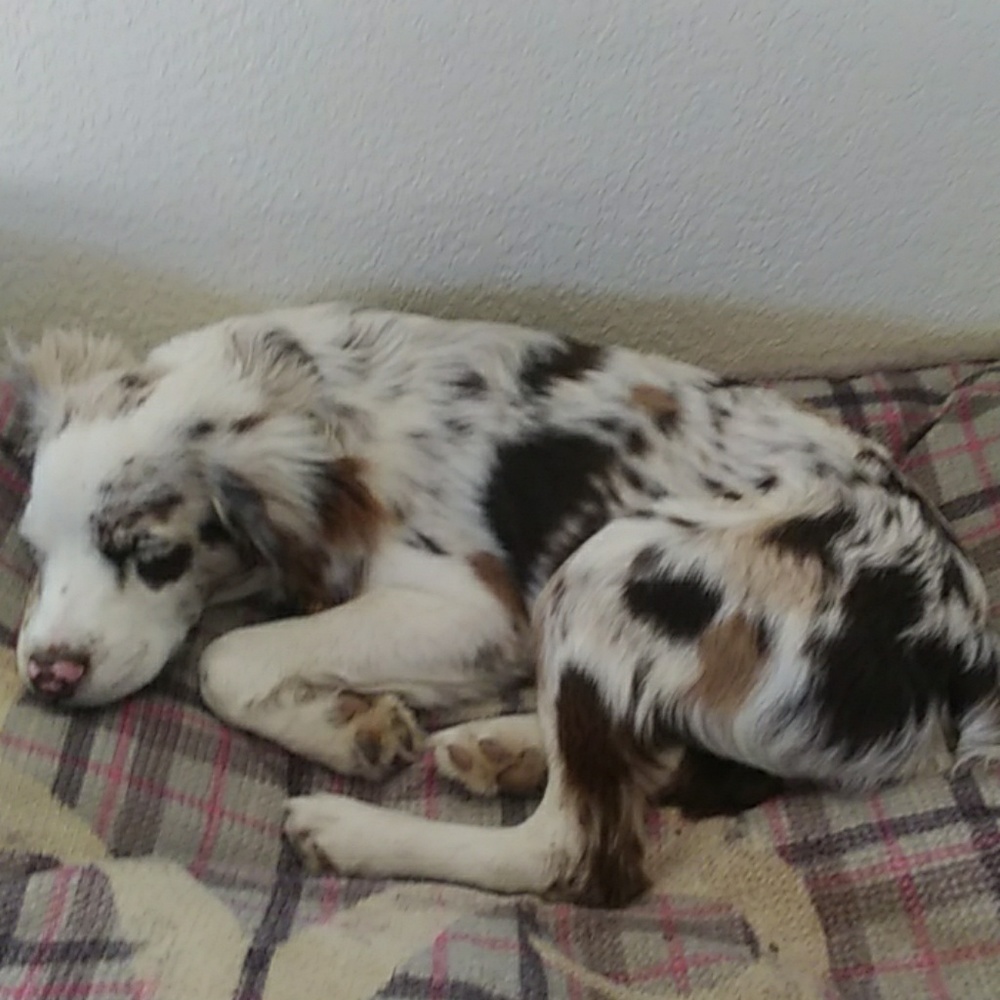 Meet your Posher, Bailey